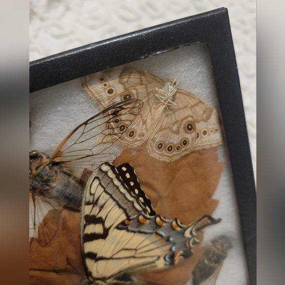 Dried Preserved Real Butterfly Moth Insects Oddity Earth Garden Natural - Picture 6 of 13
